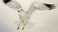 Flying Dove5610817483 200x110 - Flying Dove - Labrador, Flying, Dove